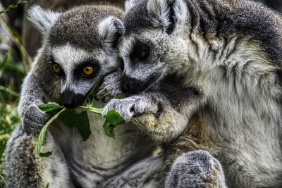 Close-up portrait of a rabbit