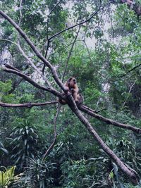 Monkey on tree in forest