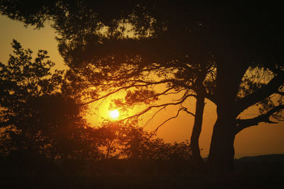 Silhouette trees against sky during sunset