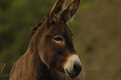 Donkey eating in the meadow