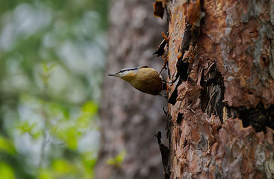 Close-up of bird perching on tree trunk