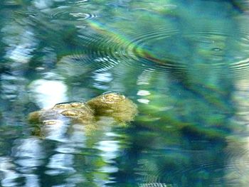 Close-up of turtle swimming in lake