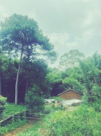 Trees on landscape against cloudy sky
