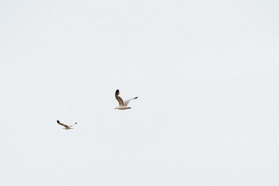 Low angle view of bird flying against clear sky