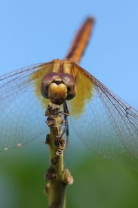 Close-up of dragonfly on plant