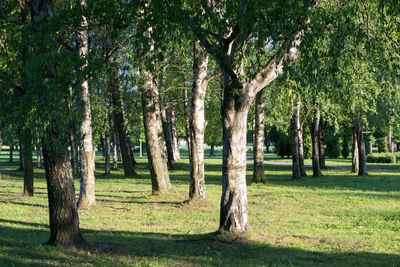 Trees growing on landscape