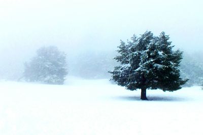 Trees on snow covered landscape against clear sky