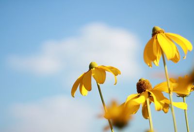 Close-up of yellow flowering plant against sky