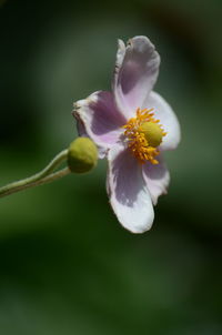 Close-up of white flowering plant