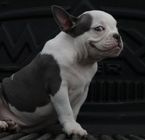 Close-up of a dog looking away