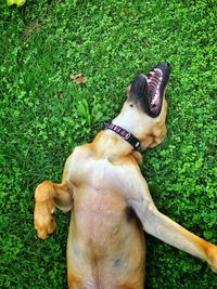 High angle view of dog sitting on field