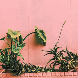 Potted plant against wall