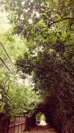 Low angle view of trees in yard