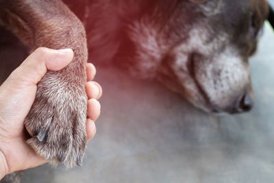 Close-up of hand holding dog