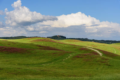 Scenic view of agricultural field against sky