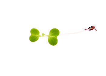 Close-up of plant against white background