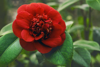 Close-up of red rose flower