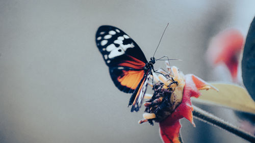 Close-up of butterfly pollinating on flower