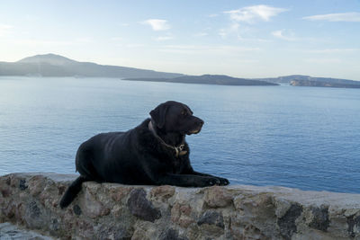 Black dog resting on retaining wall by sea against sky
