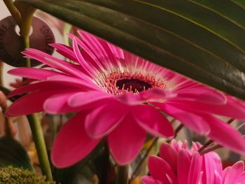 Close-up of pink flower