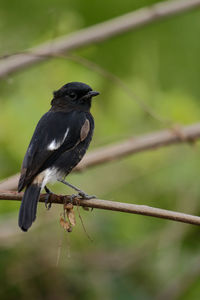 Close-up of bird perching on a branch