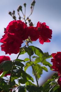 Close-up of red hibiscus blooming on tree against sky