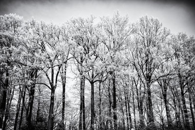 Low angle view of trees in forest against sky