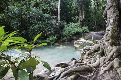 Scenic view of stream flowing through rocks in forest