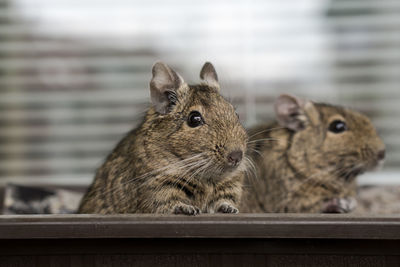 Close-up of squirrel