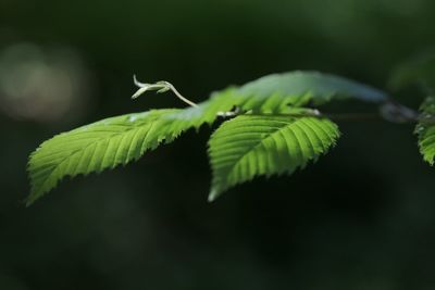 Close-up of fern leaves