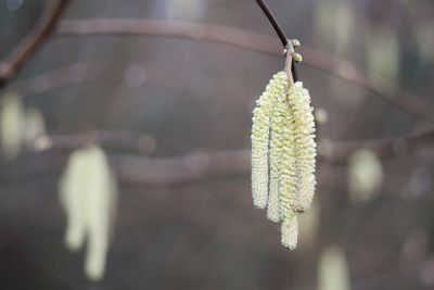 Close-up of flower buds hanging on twig