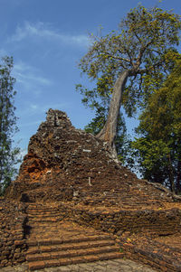Low angle view of trees against sky