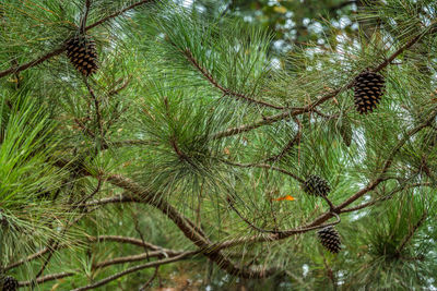 Close-up of pine tree
