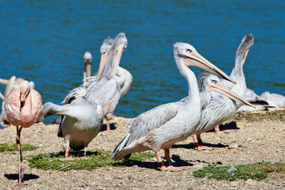 Flock of birds on beach