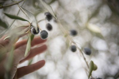 Close-up of hand touching fruits growing on tree