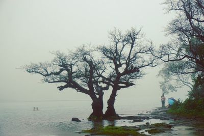 Bare trees on beach