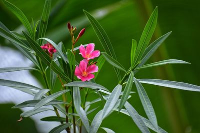 Close-up of pink flowering plant