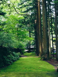 Scenic view of green landscape