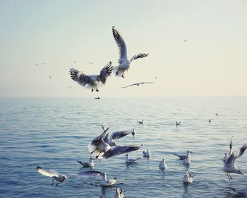 Seagulls flying over sea against sky