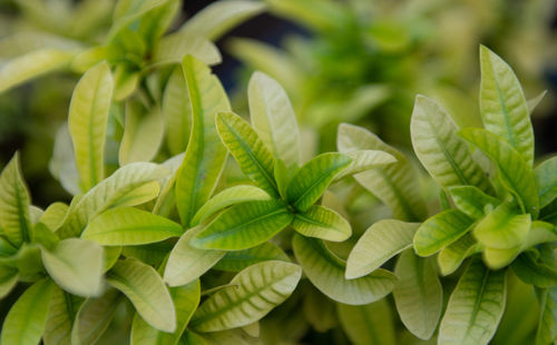 High angle view of leaves