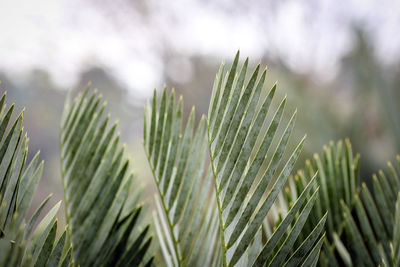 Close-up of fresh green plant