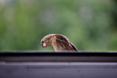 Close-up of bird perching outdoors