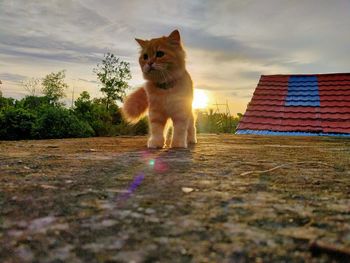 Cat standing in front of building