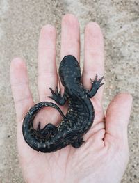 Close-up of hand holding lizard