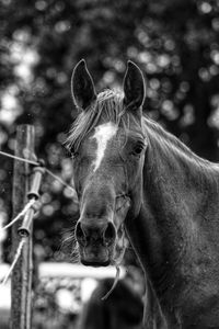 Close-up of horse in ranch