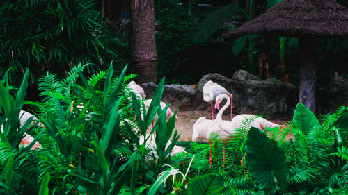 View of birds on land