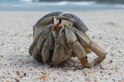 Close-up of crab on beach