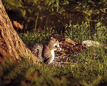 Squirrel on a field