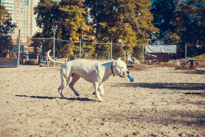 Dog running at sandy beach