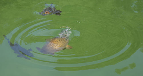 High angle view of fish swimming in water